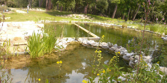 nettoyage eau piscine par les plantes