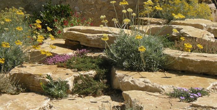 choix végétation jardin sec